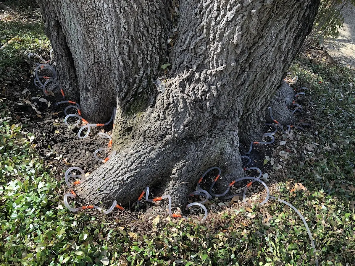 Detailed Tree Cabling and Bracing job site in Crater Lake