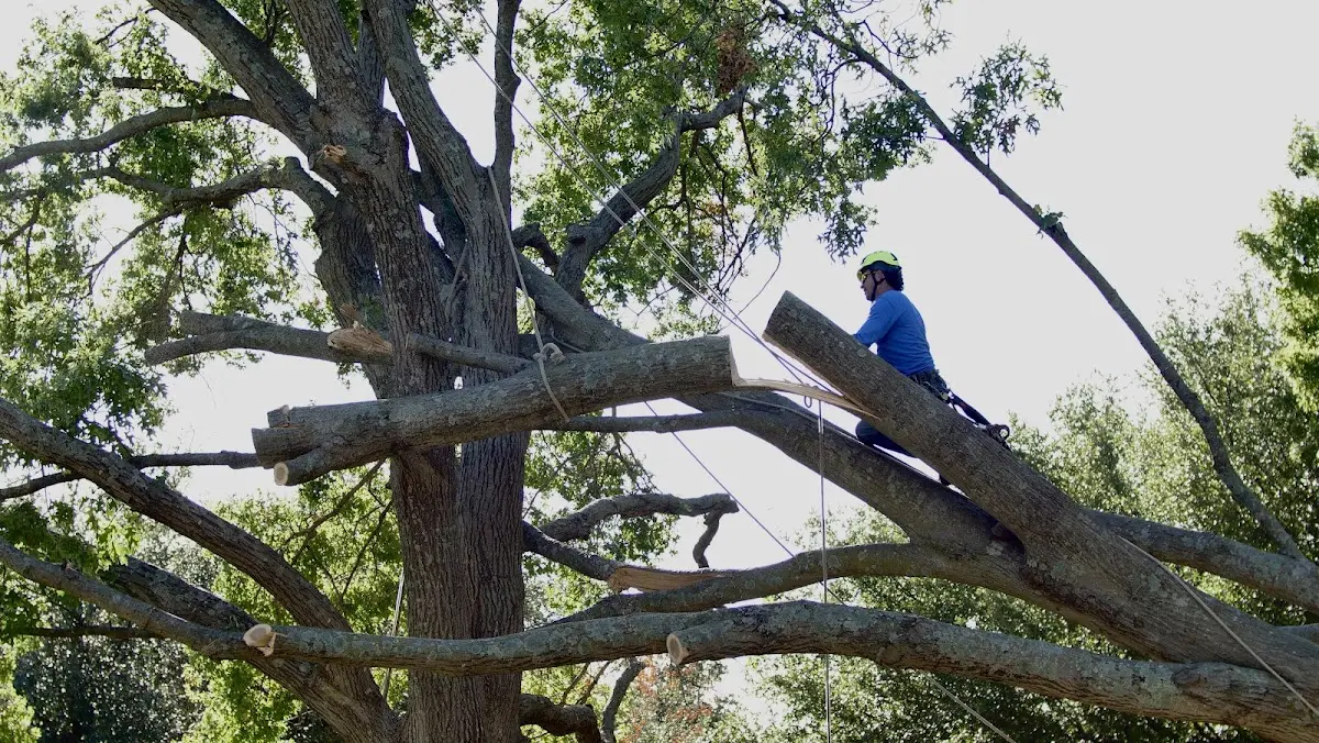 Professional Crown Thinning performed by certified arborists in Crater Lake