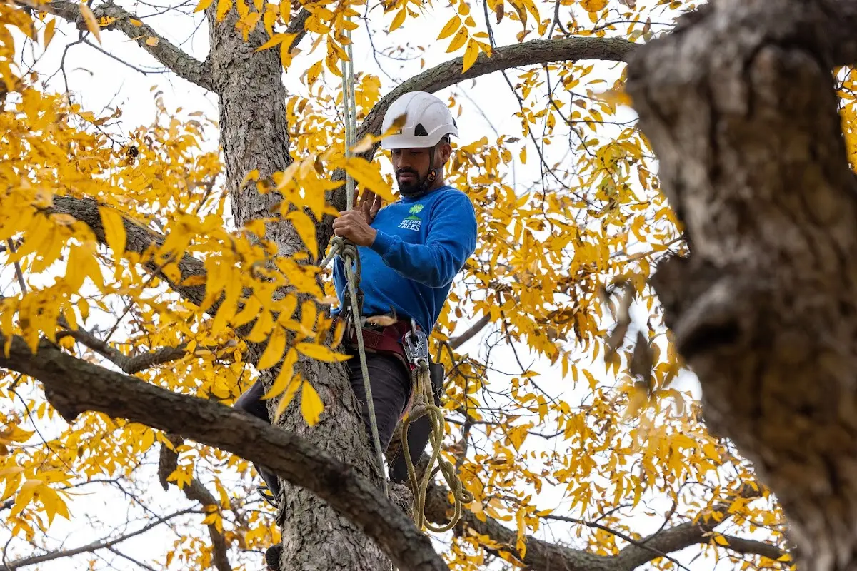 Skilled Tree Trimming crew working in Crater Lake